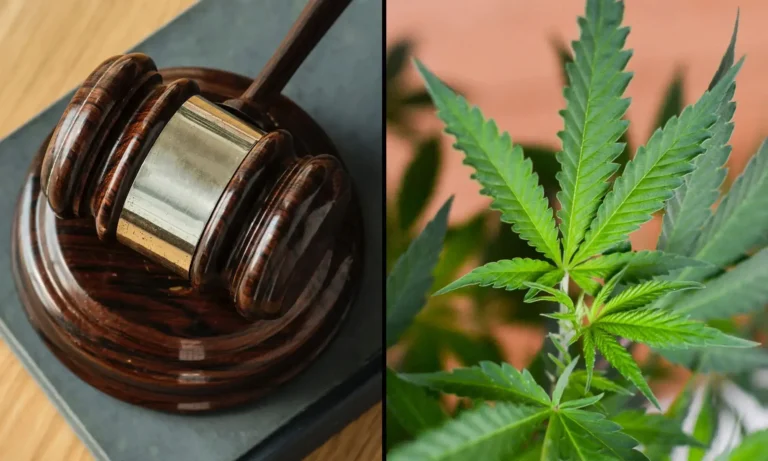 THC: félelem, jog és biológia